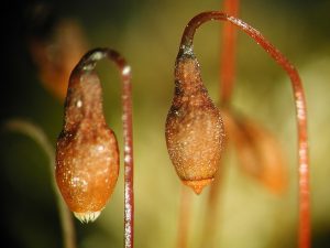 Bryum algovicum