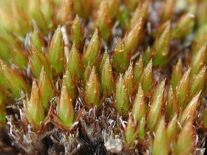 Bryum alpinum