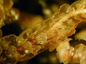 Frullania teneriffae