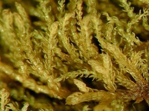 Kurzia pauciflora
