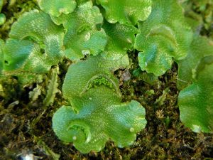 Lunularia cruciata