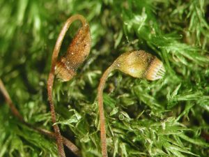 Rhynchostegiella-curviseta