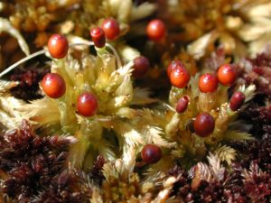 Sphagnum lindbergii