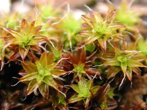 Tortula ruralis